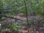 Overgrown beach along the portage around Rollway Rapids on the Petawawa River in Algonquin Park