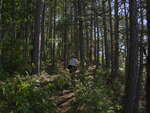 On the clifftop at The Natch on the Petawawa River in Algonquin Park