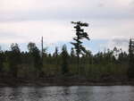 Wind storm damage at Coveo Lake on the Petawawa River in Algonquin Park