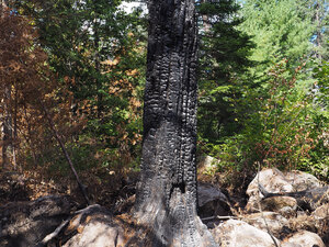 aftermath of forest fire on High Falls Lake photo from 2017 September 02