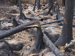 aftermath of forest fire on High Falls Lake photo from 2017 September 02