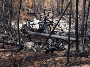 aftermath of forest fire on High Falls Lake photo from 2017 September 02
