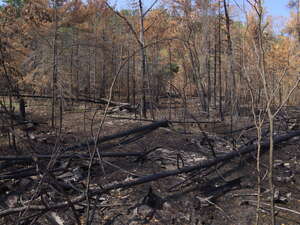 aftermath of forest fire on High Falls Lake photo from 2017 September 02