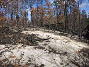 aftermath of forest fire on High Falls Lake photo from 2017 September 02