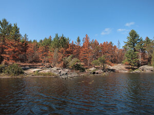 aftermath of forest fire on High Falls Lake photo from 2017 September 02