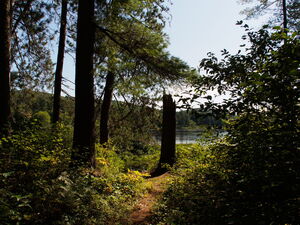 along the Five Mile Rapids portage in Algonquin Provincial Park