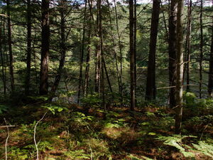 along the Five Mile Rapids portage in Algonquin Provincial Park