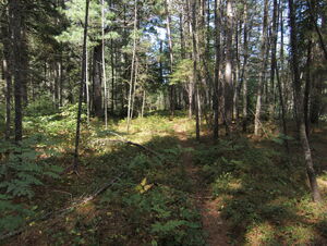 along the Five Mile Rapids portage in Algonquin Provincial Park