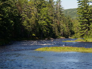 along the Five Mile Rapids portage in Algonquin Provincial Park