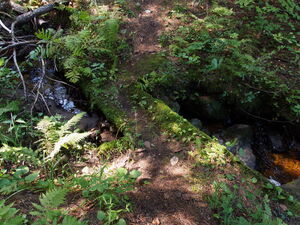 along the Five Mile Rapids portage in Algonquin Provincial Park