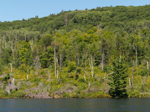 along the Five Mile Rapids portage in Algonquin Provincial Park