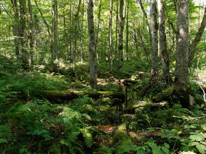along the Five Mile Rapids portage in Algonquin Provincial Park