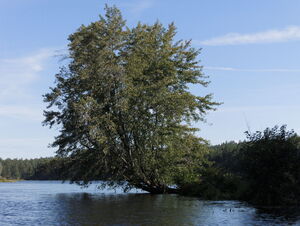 Whitson Lake in Algonquin Provincial Park