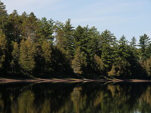 Reflections along the shore of McManus Lake in Algonquin Park