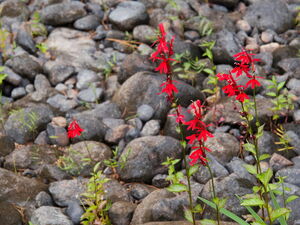 Cardinal Flowers along the Petawawa Rive at Five Mile Rapids