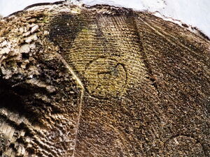 Many of the old logs still have discernible timber stamps
