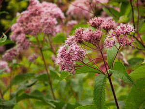 Sweet Joepyeweed along the Petawawa River at Five Mile Rapids