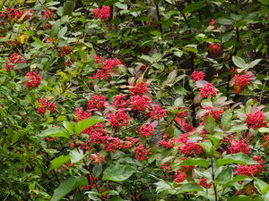 Northern Wildraisin Viburnum cassinoides on Whitson Lake in Algonquin Park