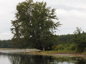 One of the characteristic silver maples of Whitson Lake in Algonquin Park  This ones on quite a tilt