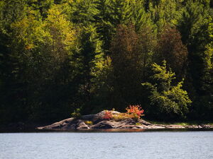 Burning bush on McManus Lake in Algonquin Park