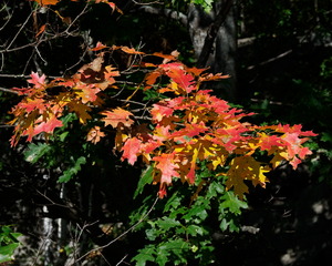 Canoe Trip  20230920  3 nights on Grand Lake