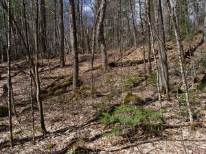 Early spring drive into Algonquin Park  20240410