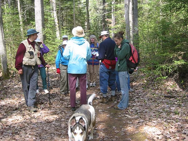 Looking for wild flowers on the four seasons trail in Deep River