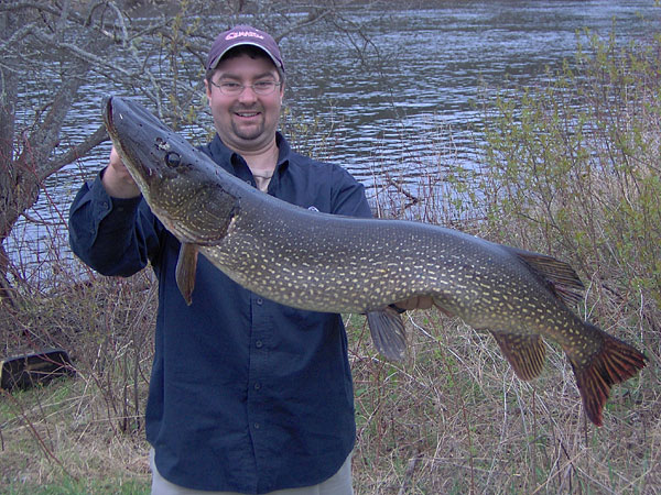 Northern pike  Esox lucius