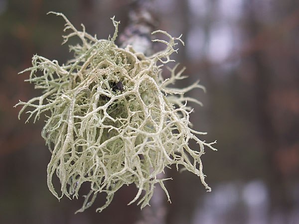 lichen