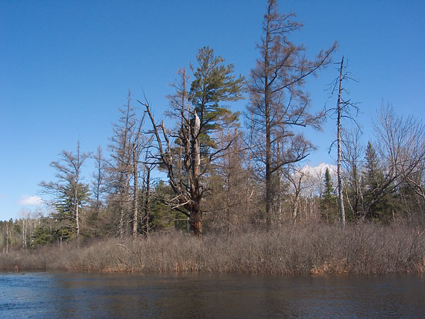 trees along Chalk River