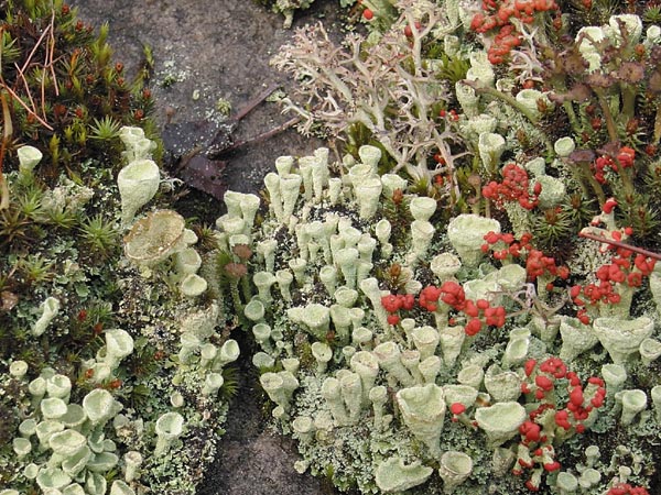 Lichen Garden