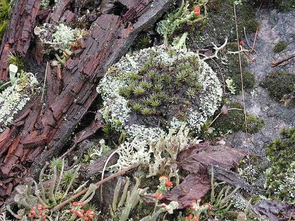 Lichens and Moss