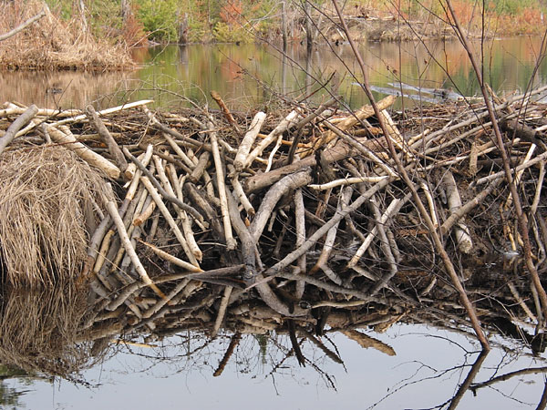 Beaver Dam