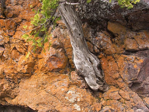 Cliff Xanthoria lichen and cedar tree