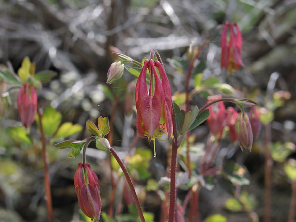 Aquilegia canadensis Wild Columbine