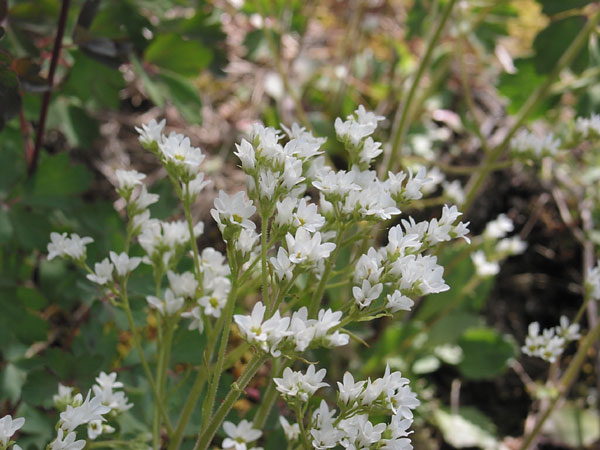 Saxifraga virginiensis Virginia Saxifrage