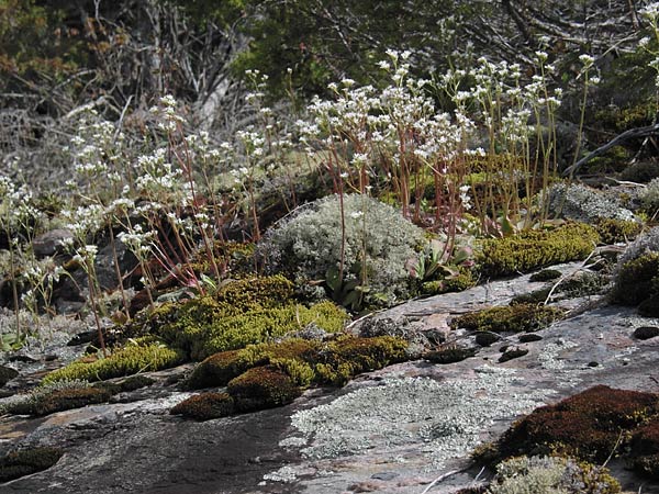 Saxifrage on moss on granite