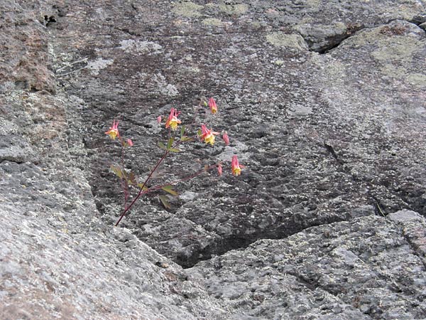 Aquilegia canadensis Wild Columbine on granite cliff