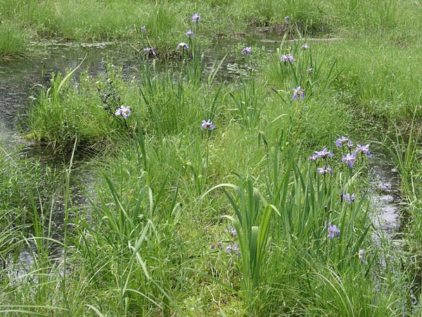 Blueflag  Iris versicolor