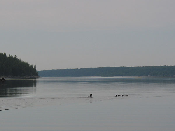 Merganser with chicks