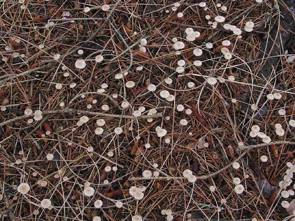 small mushrooms and pine needles