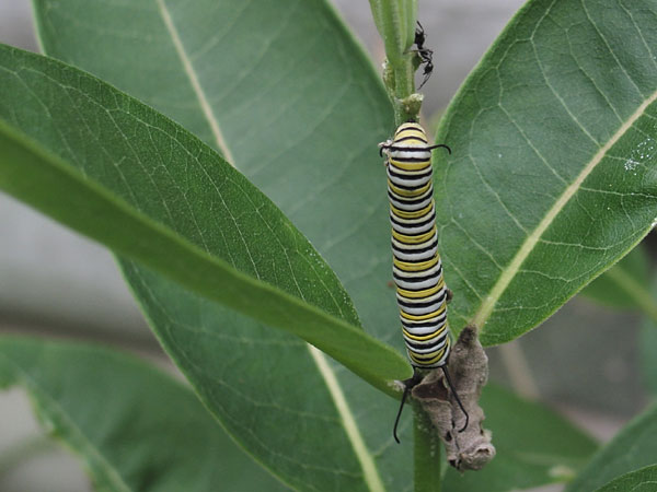 Monarch Butterfly larva