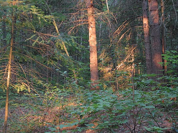Morning Light
