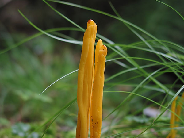 Yellow fungus  Mushroom