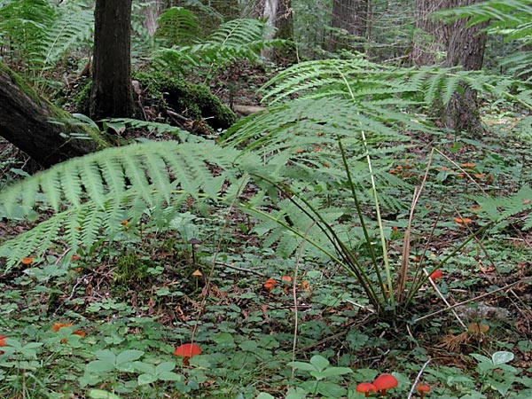 Cedar Swamp