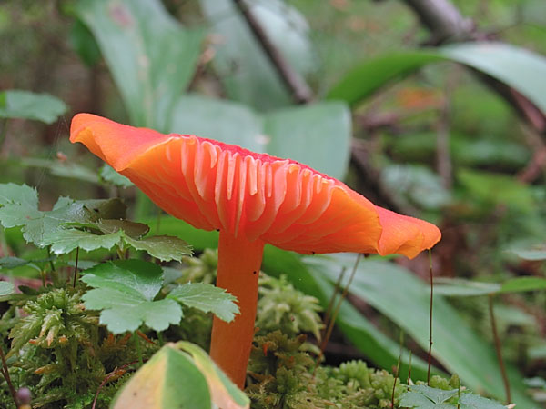Orange mushroom showing gills