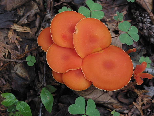 Orange Mushroom