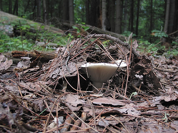 Mushroom erupting through pine needles
