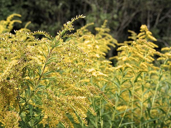 goldenrod