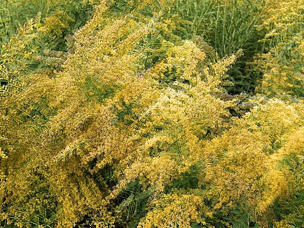 goldenrod